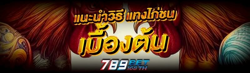 แนะนำวิธี แทงไก่ชน เบื้องต้น