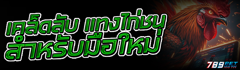 เคล็ดลับ แทงไก่ชน สำหรับมือใหม่