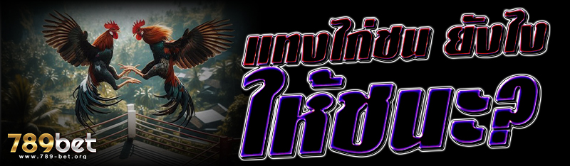 แทงไก่ชน ยังไง ให้ชนะ?